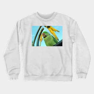 green macaw Crewneck Sweatshirt